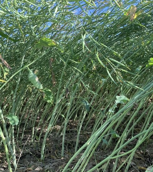 B3014 Sclerotinia Resistant Canola Hybrid