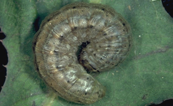 Army Cutworm