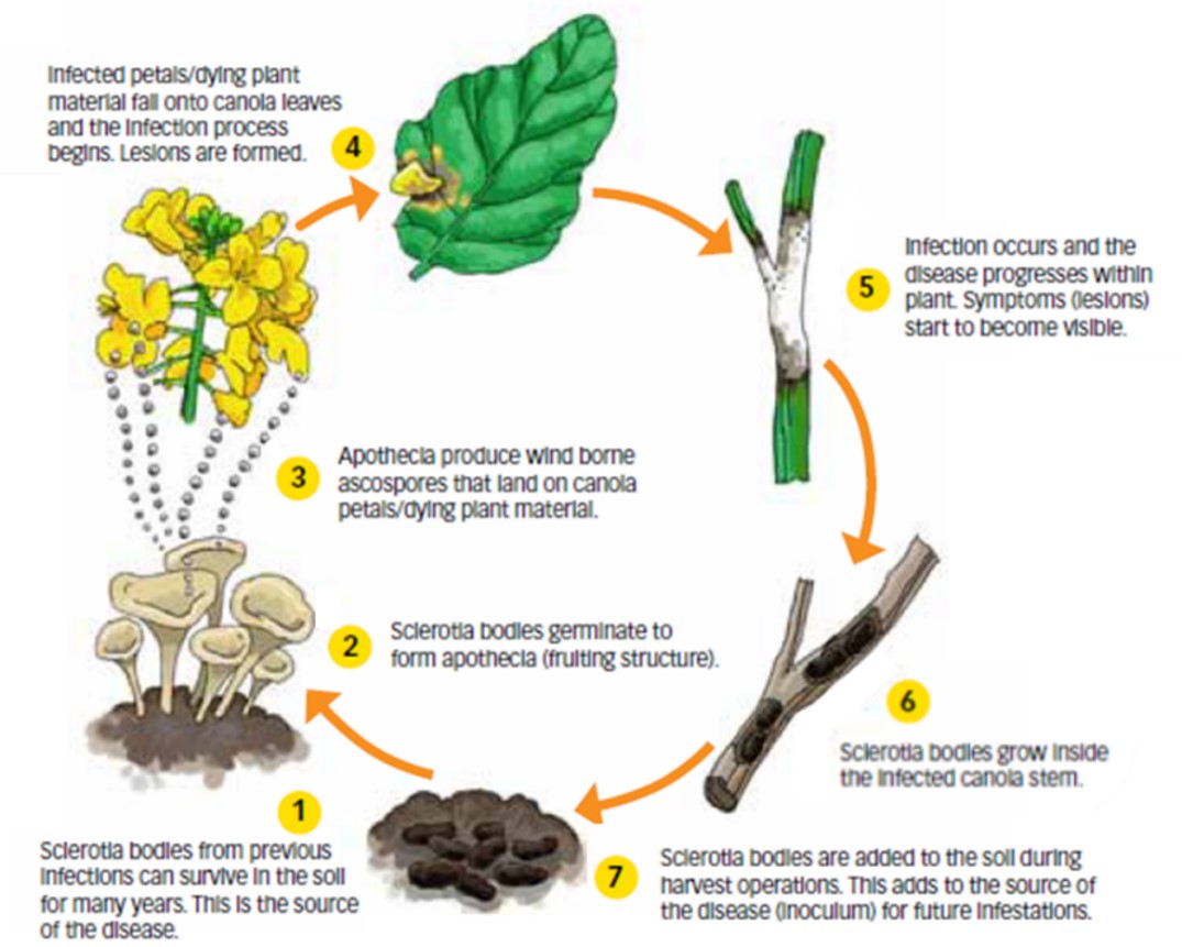 Sclerotinia Life Cycle