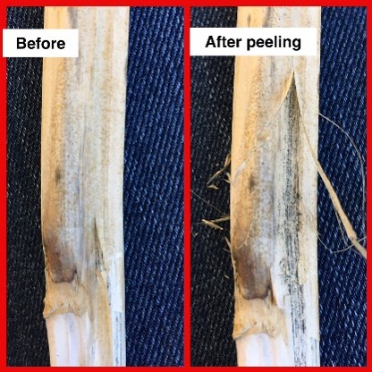 Before and after peeling epidermis to reveal microsclerotia
