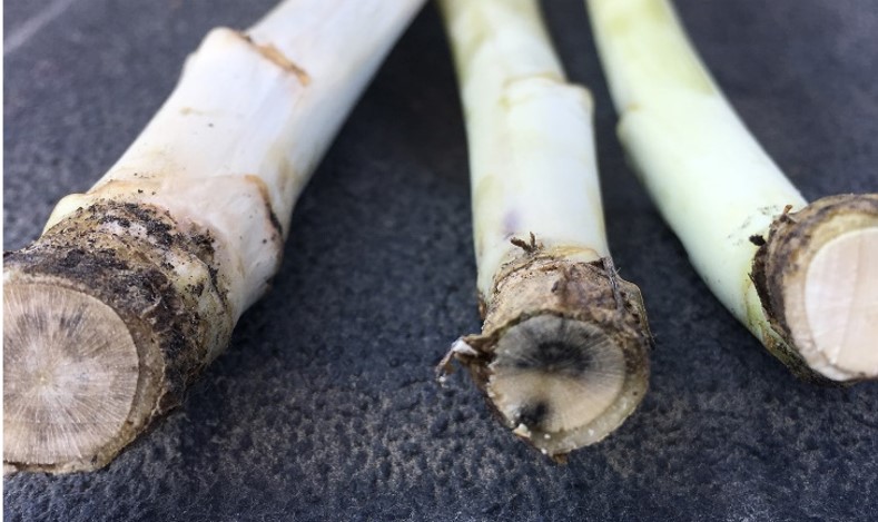 Root cross-section of plants prior to harvest.  Verticillium stripe (left), blackleg (middle), and healthy plant (right).
