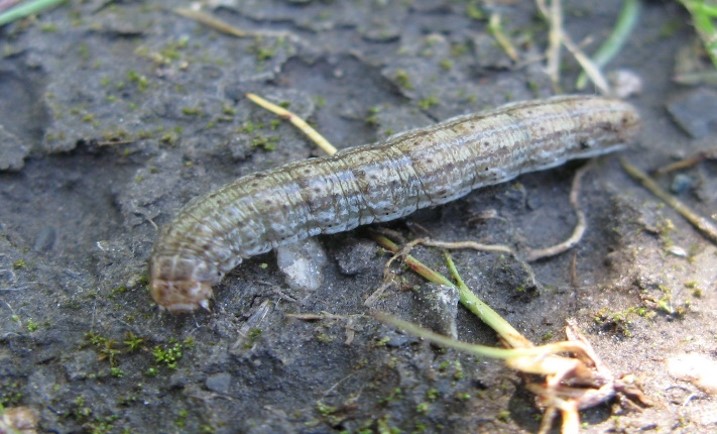 Darksided Cutworm