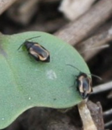 Striped flea beetle