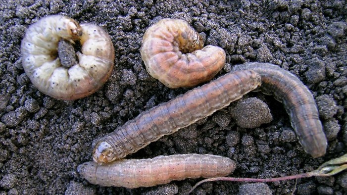 Redback Cutworm