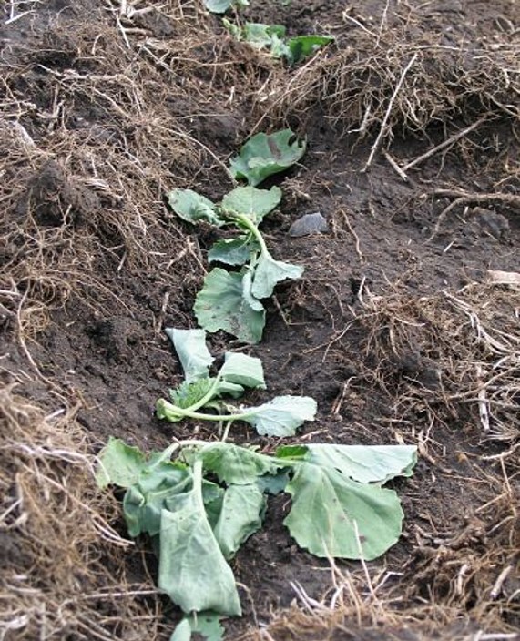 Clipped canola plants due to cutworm feeding